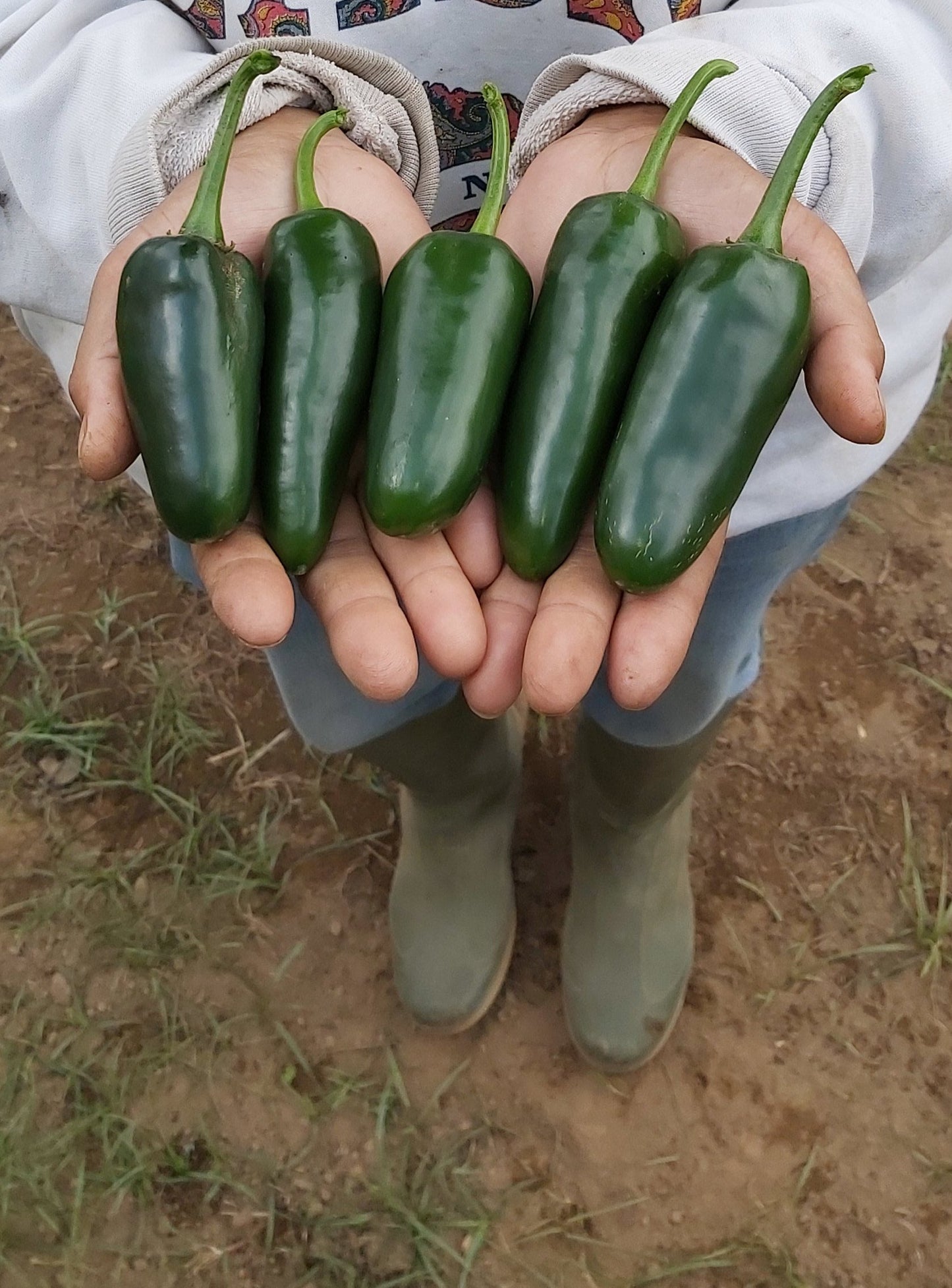 Chili, Jalapeno Pepper