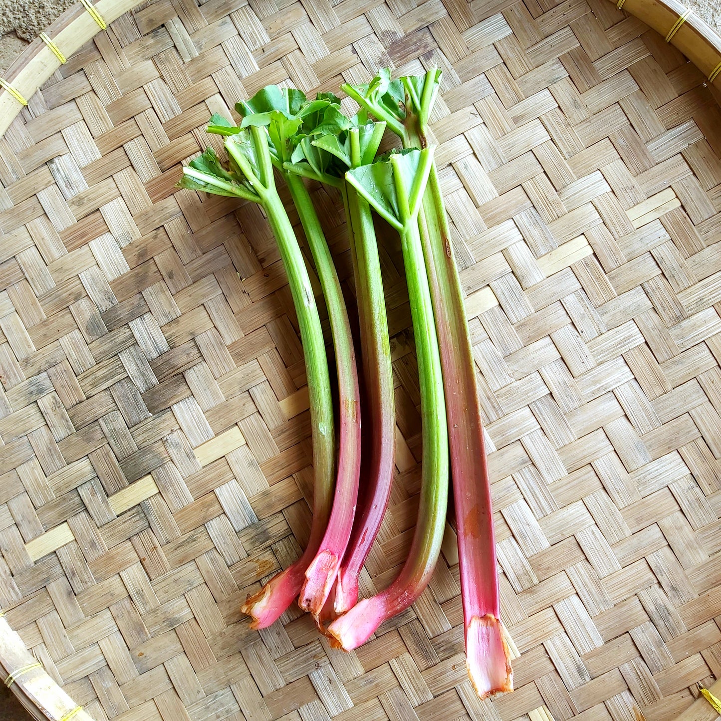 Rhubarb