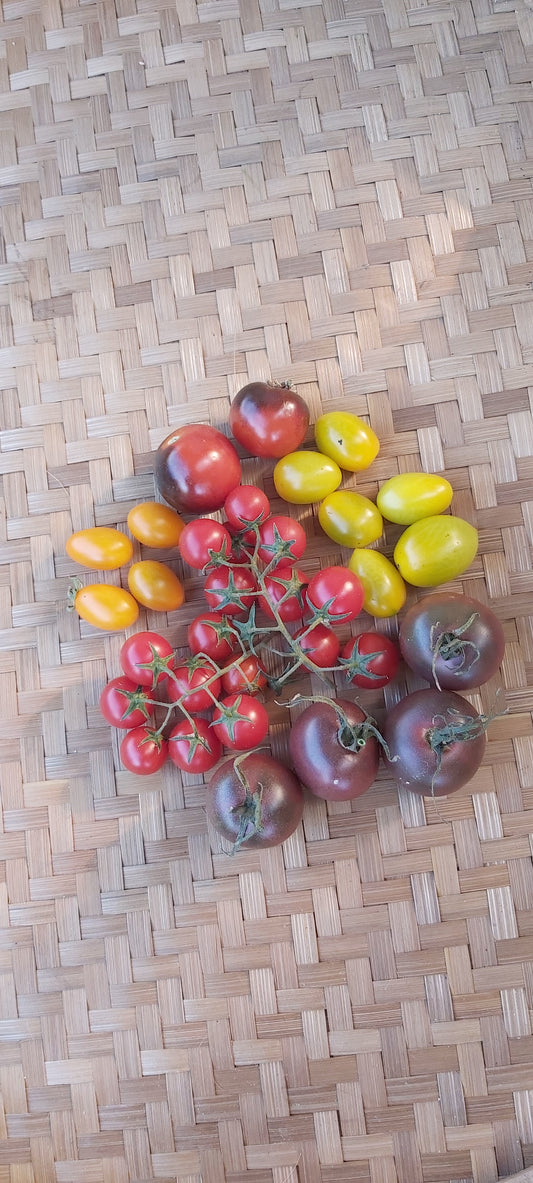 Tomato, Tropical Cherry Mix