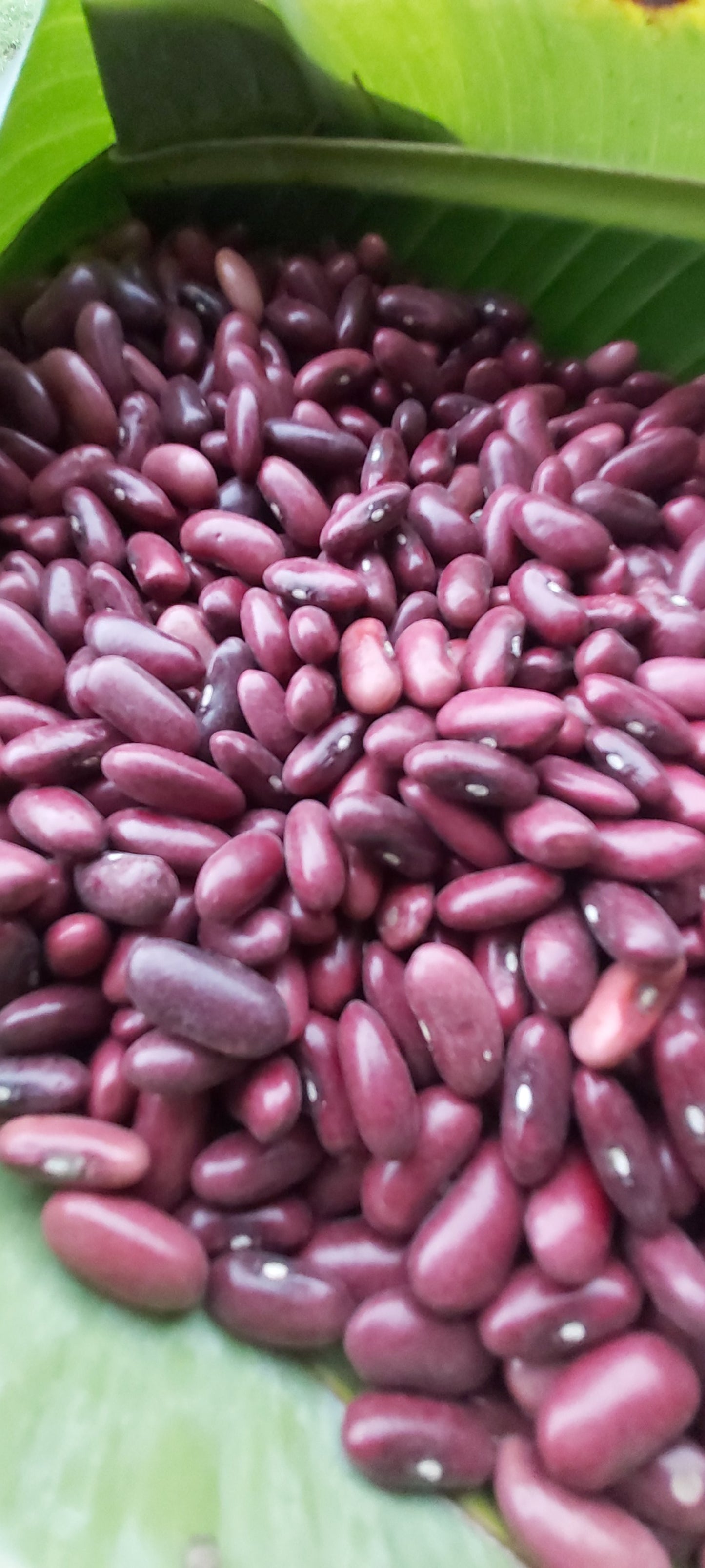 Beans, Red Kidney