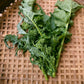 Broccoli Raab / Rapini/ Rabe