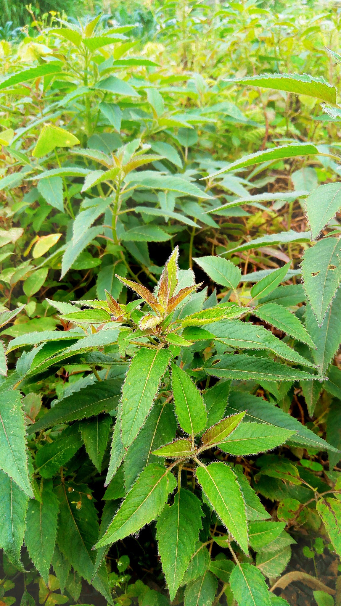 Bee Balm / Wild Bergamot