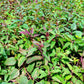 Bee Balm / Wild Bergamot