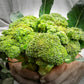 Broccoli, Homegrown