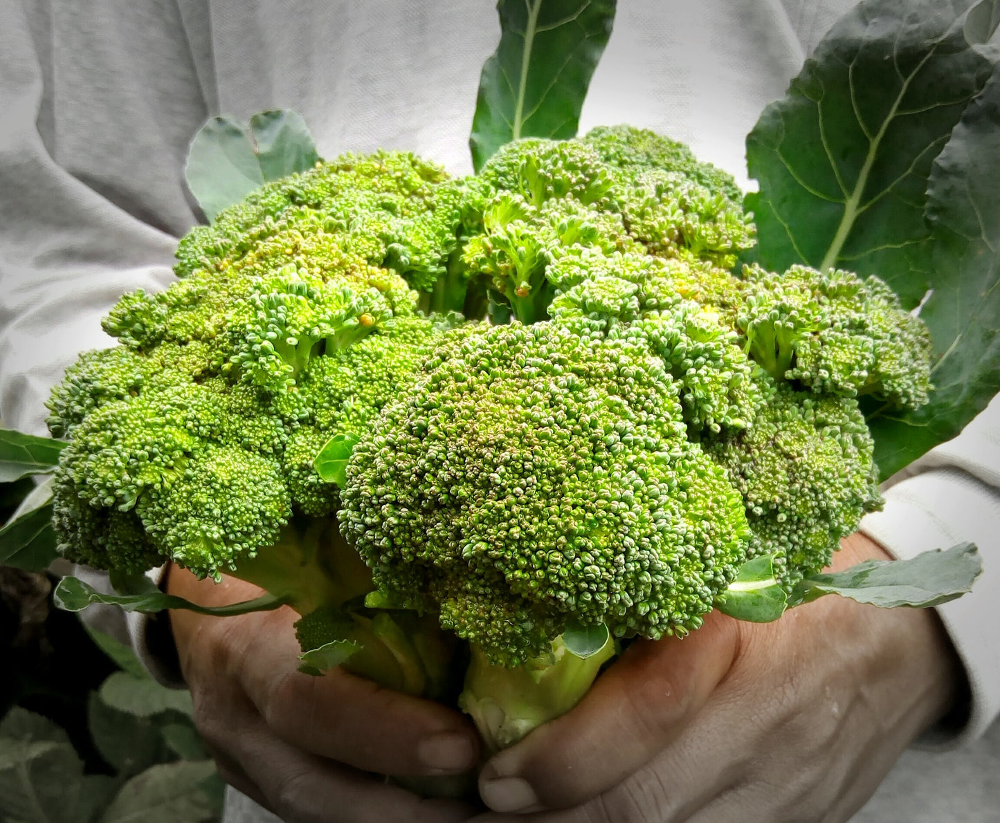 Broccoli, Homegrown