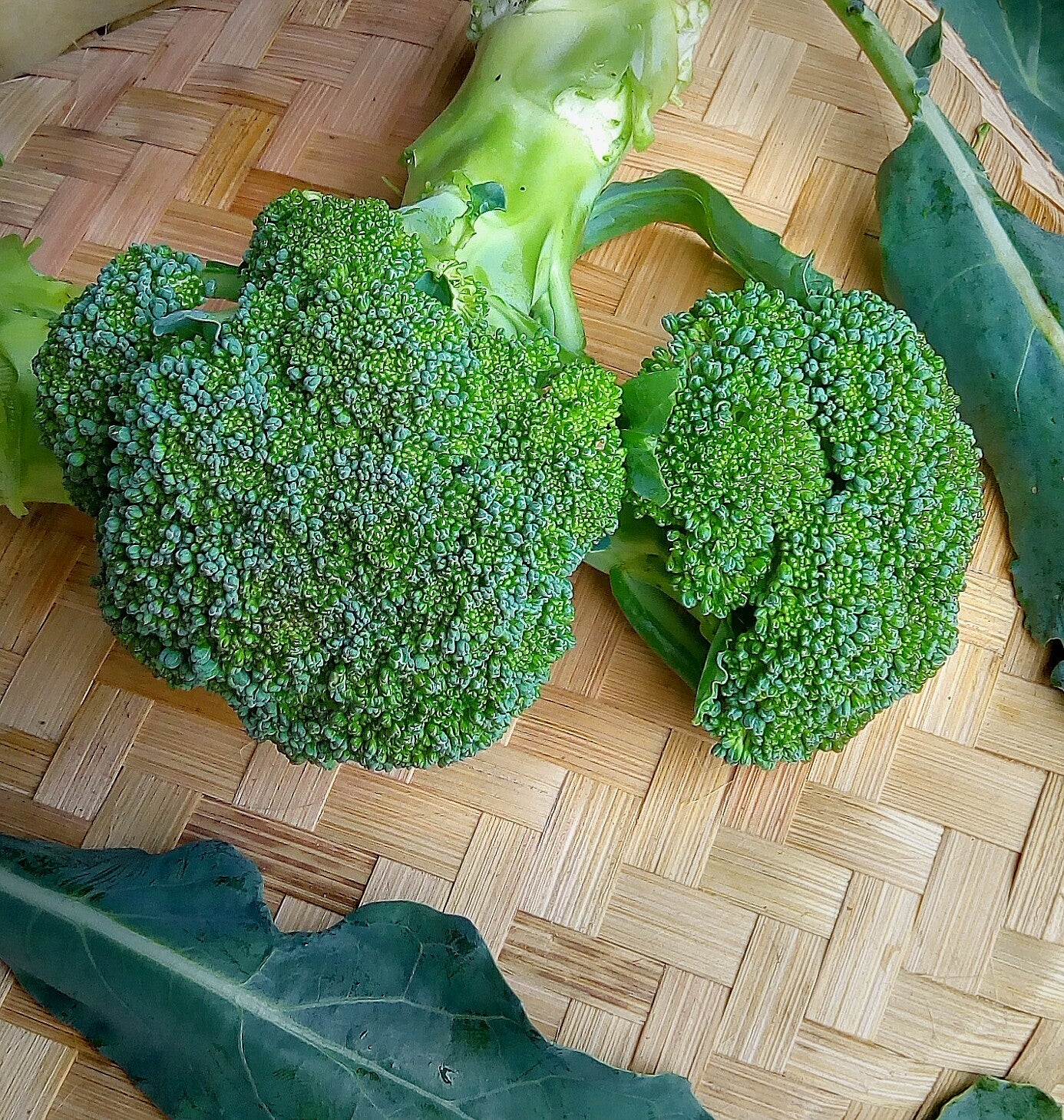 Broccoli, Homegrown