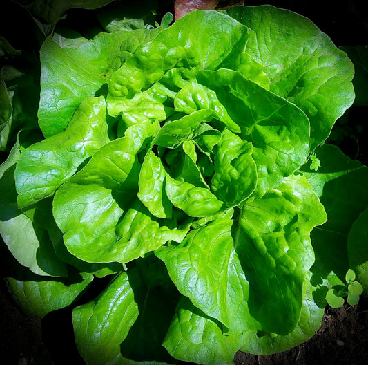 Lettuce, Butterhead (Dwarf Type)