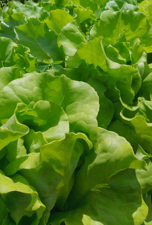 Lettuce, Butterhead (Boston Type)