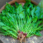 Spinach - Japanese Horenzo