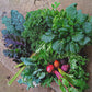 Harvest Basket x 50