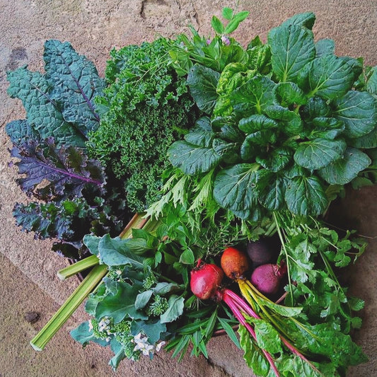 Harvest Basket x 50