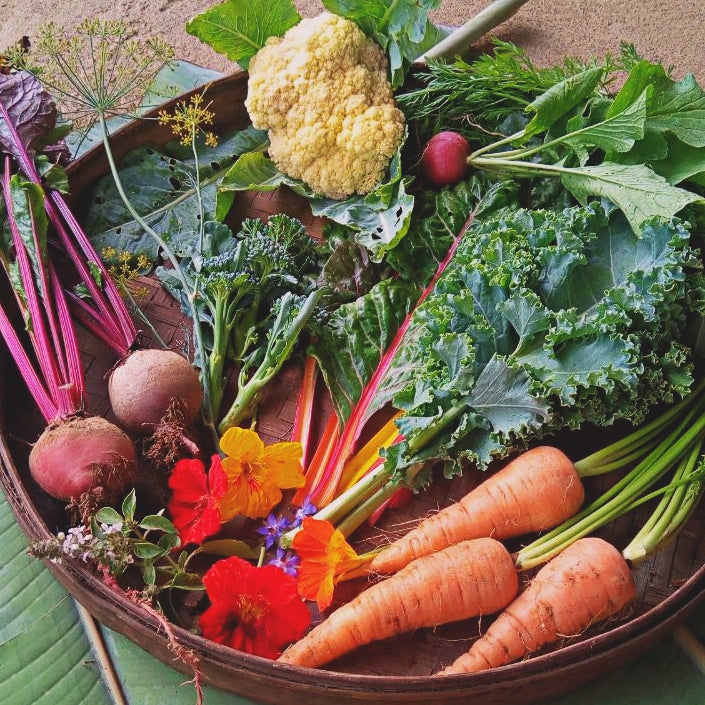 Harvest Basket x 30