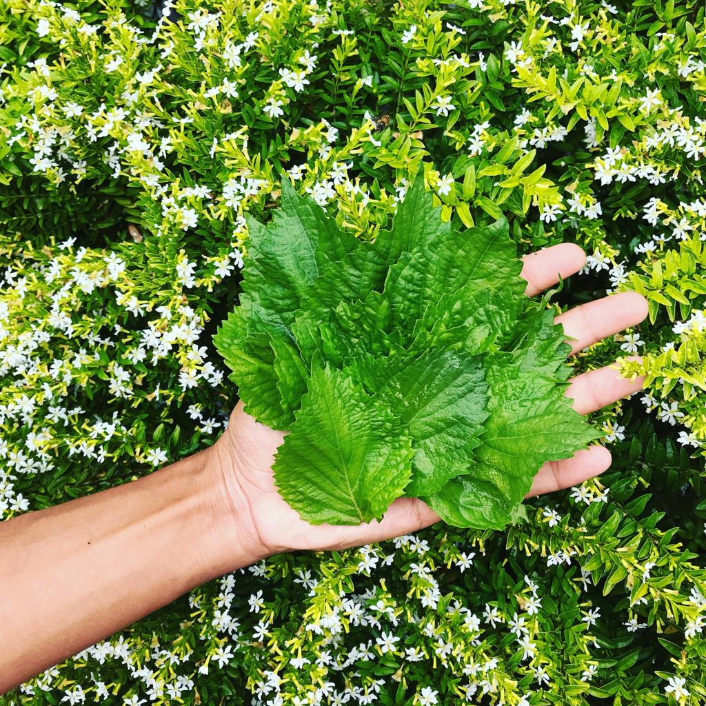 Sisho Leaf - Ōba