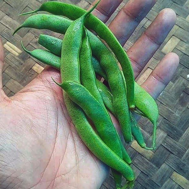 Green Bean, Green Bush