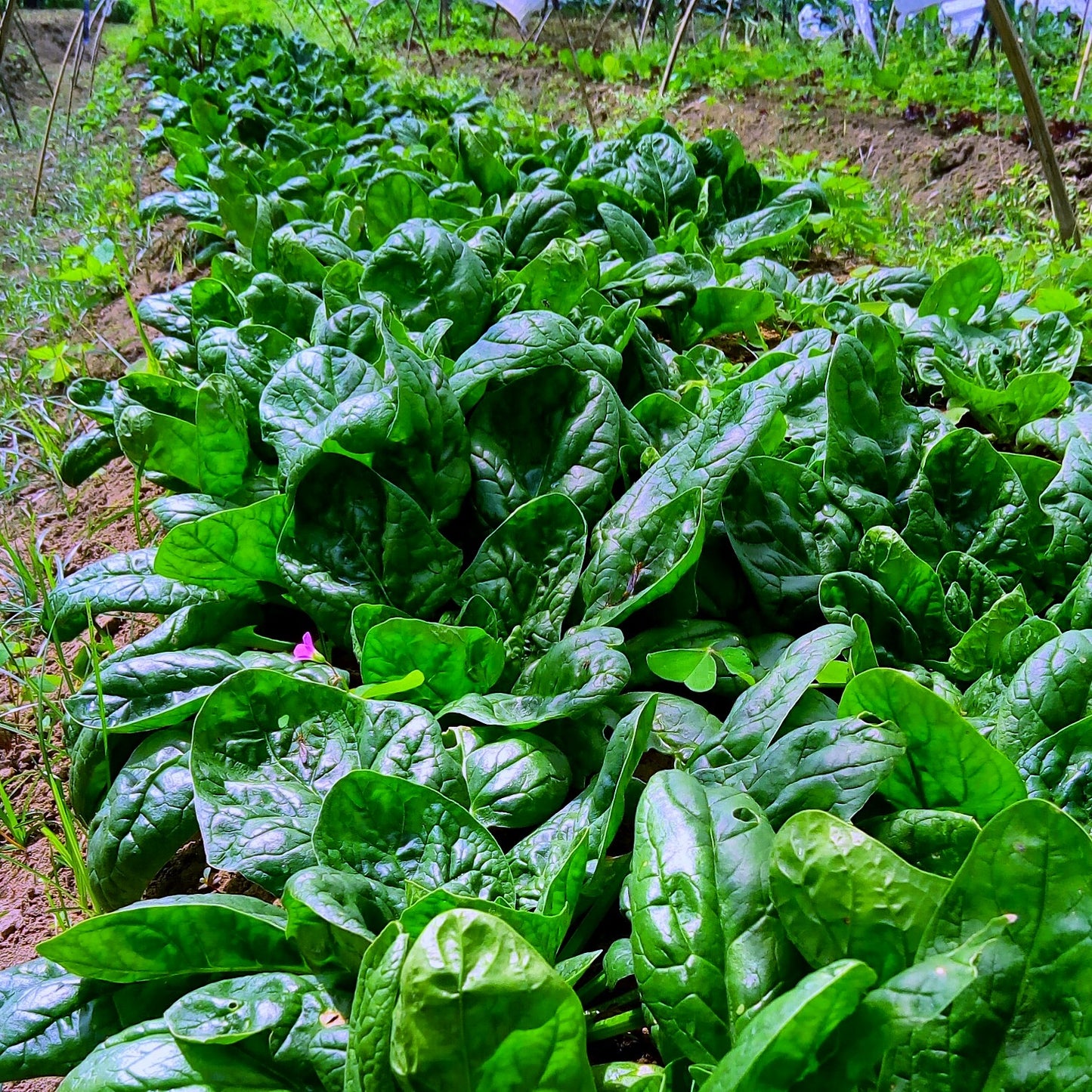 Spinach, English - Bunch