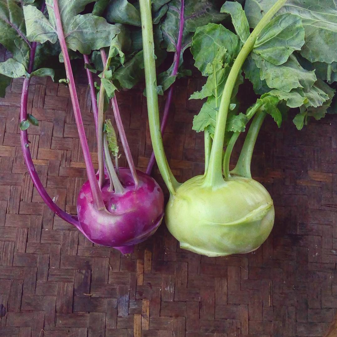 Kohlrabi, Green / Purple