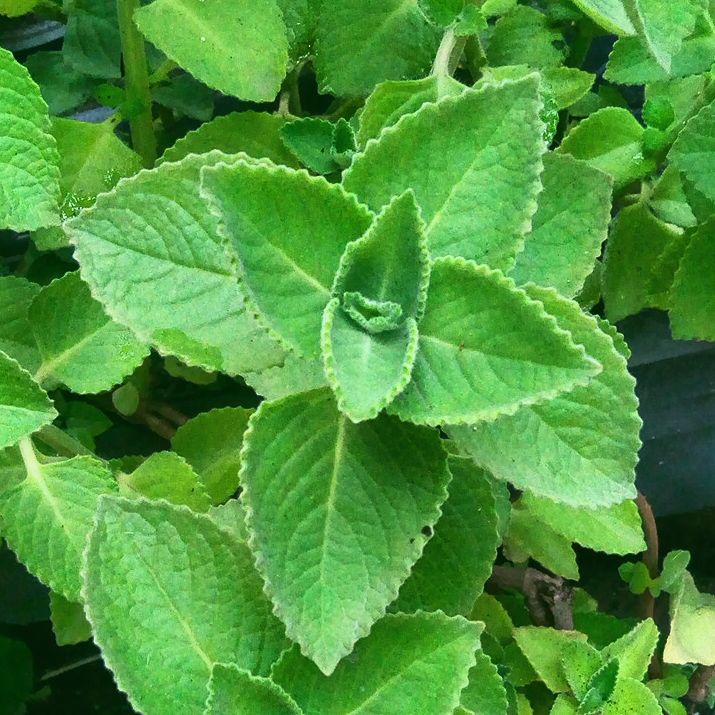 Mint, Mexican
