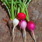 Radish, Seasonal Mix