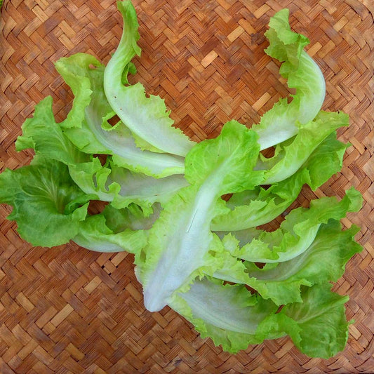 Chicory, Escarole