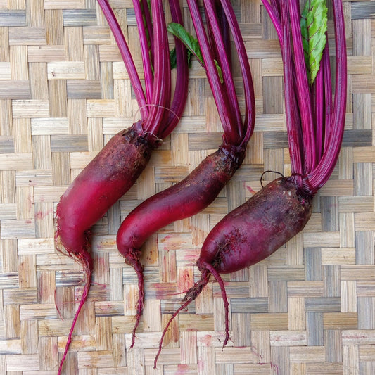 Beetroot, Red Cylindra
