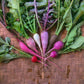 Radish, Seasonal Mix