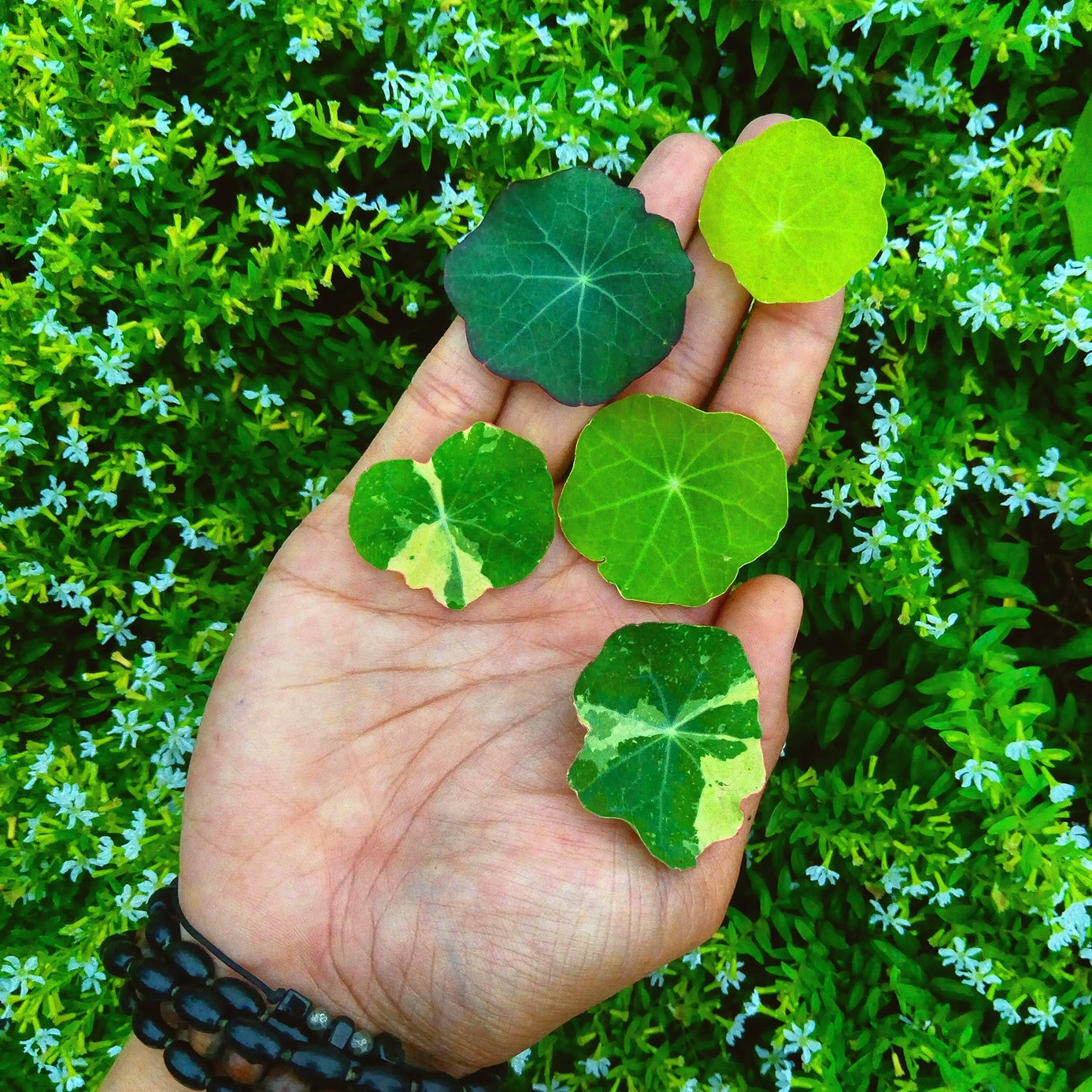 Nasturtium Leaf