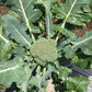 Broccoli