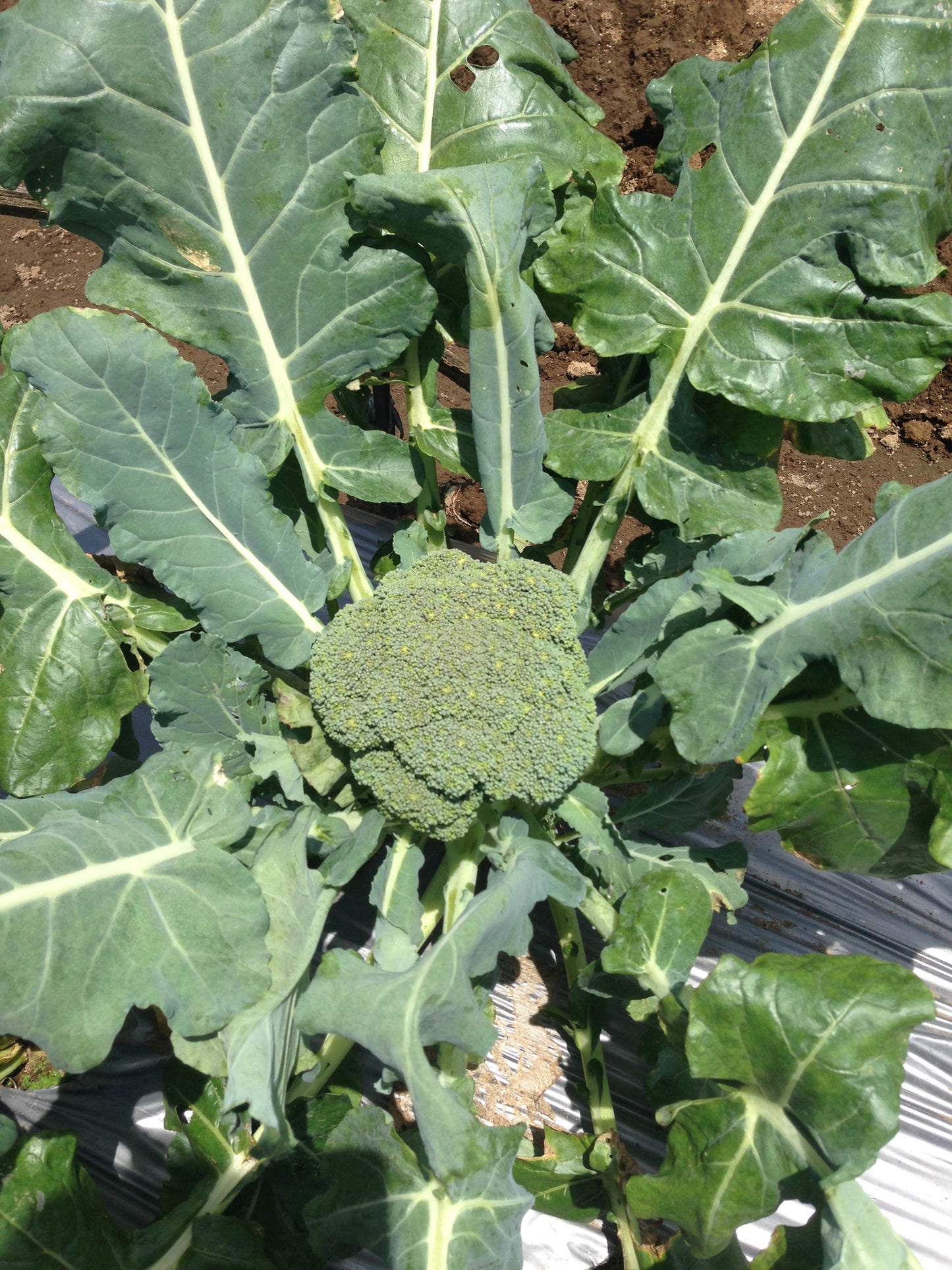 Broccoli
