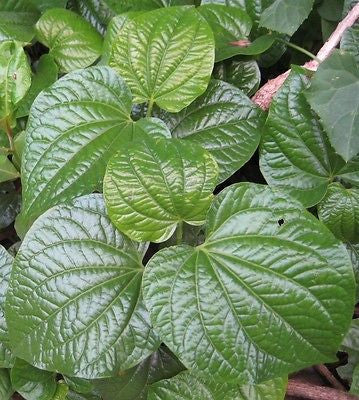 Wild Betel Leaf