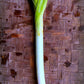 Onion, Leek