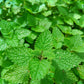 Lemon Balm