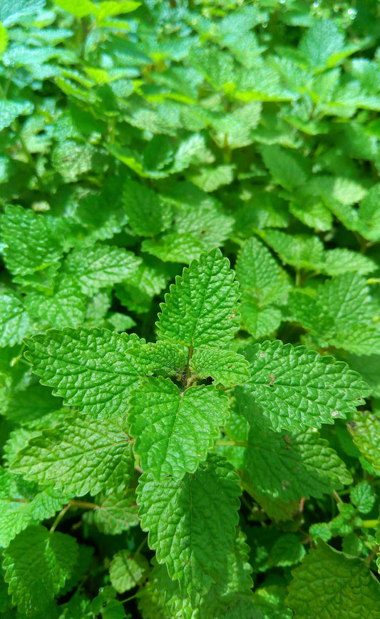 Lemon Balm