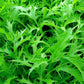 Mizuna - Leaf Mustard Green