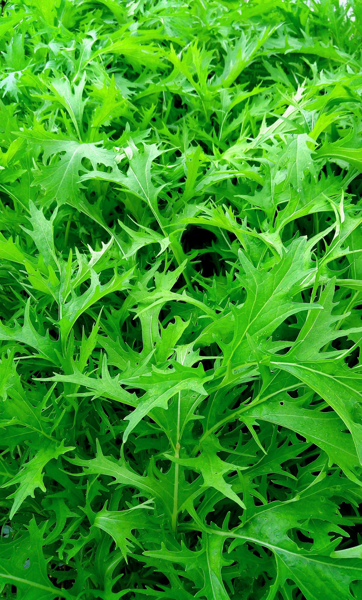 Mizuna Leaf, Japanese Mustard Green
