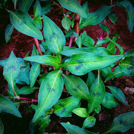 Laksa Leaf/ Vietnamese Coriander