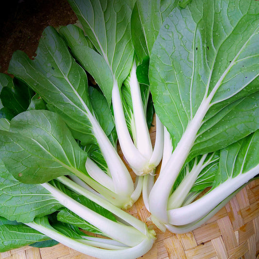 Bok Choy, Cantonese / White Stem