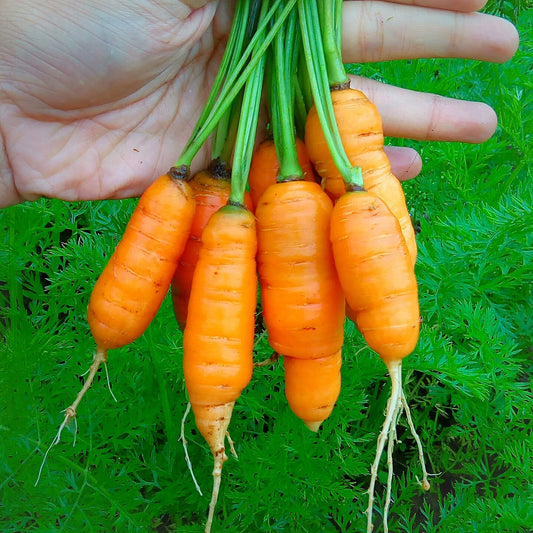 Carrot, Nantes True Baby
