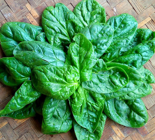 Spinach, English Baby