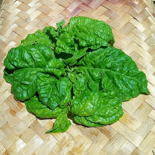 Basil, Italian Lettuce type