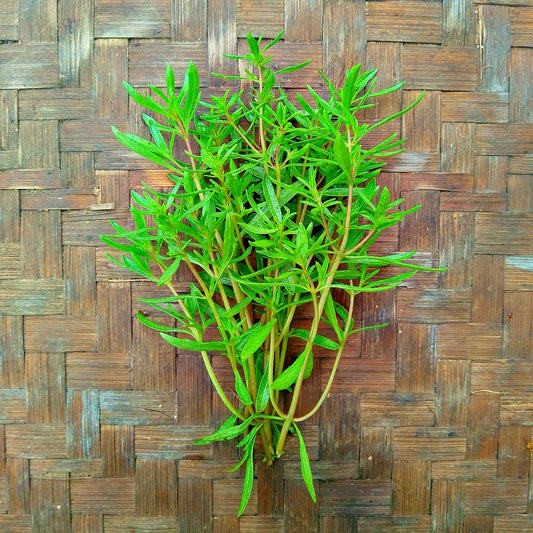 Summer Savory