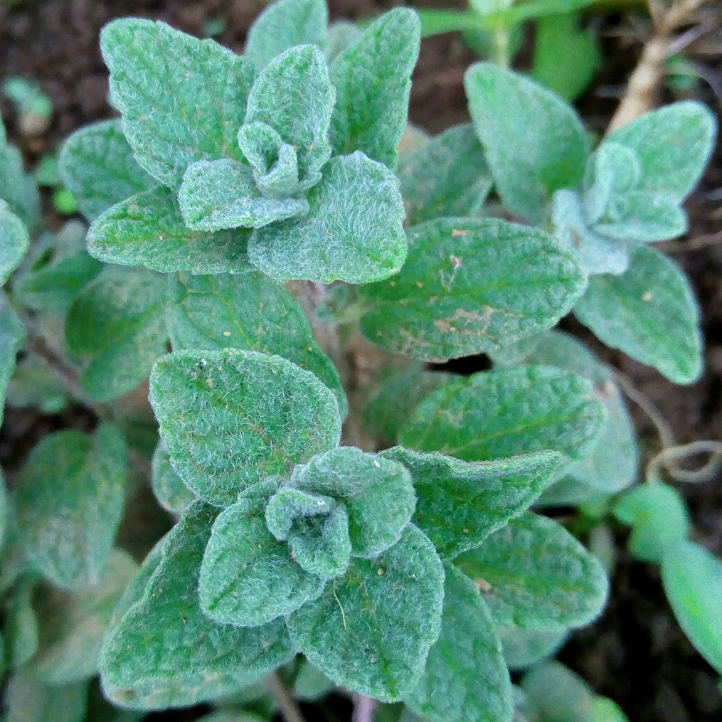 Oregano, Za'atar