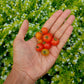 Tomato, Cherry - Red Heirloom