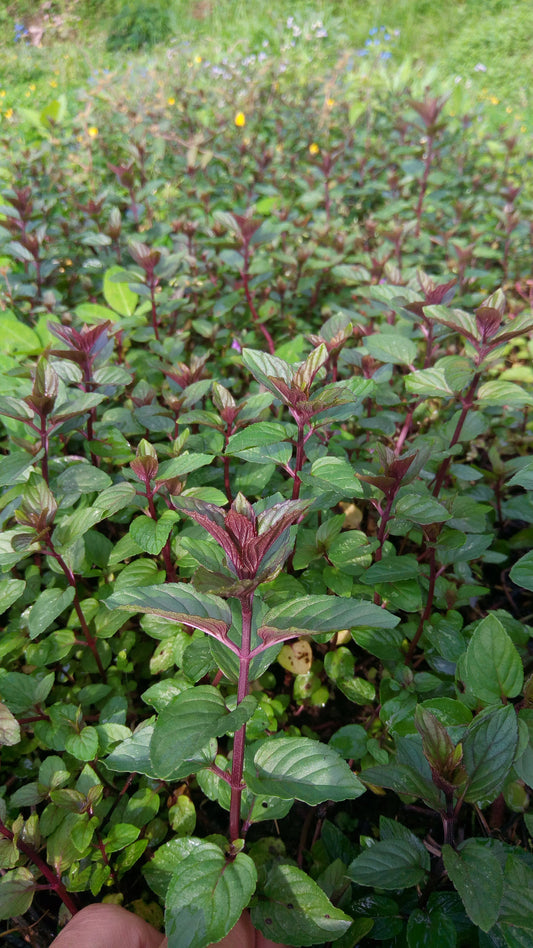 Mint, 'Chocolate Mint'