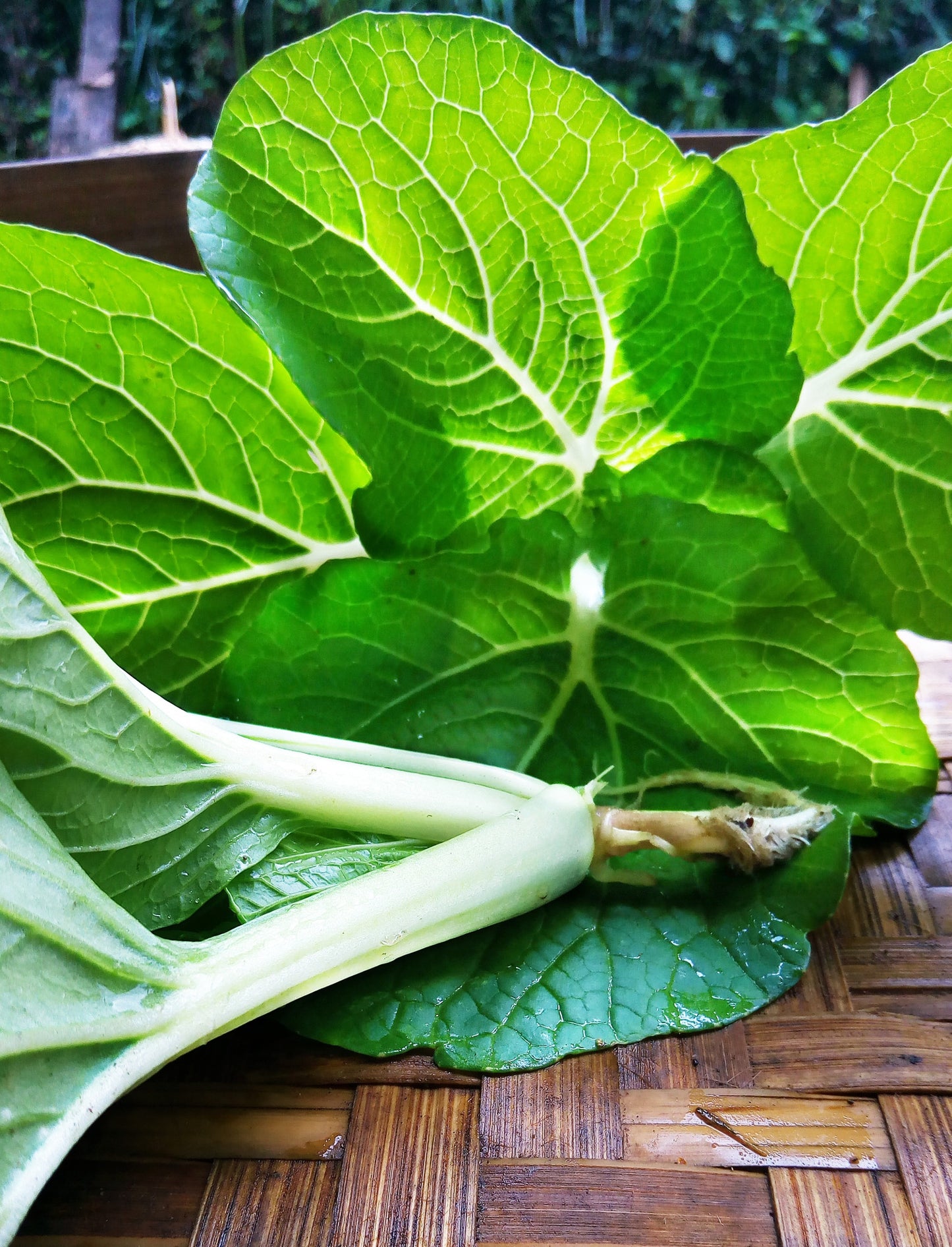 Bok Choy, Cantonese / White Stem