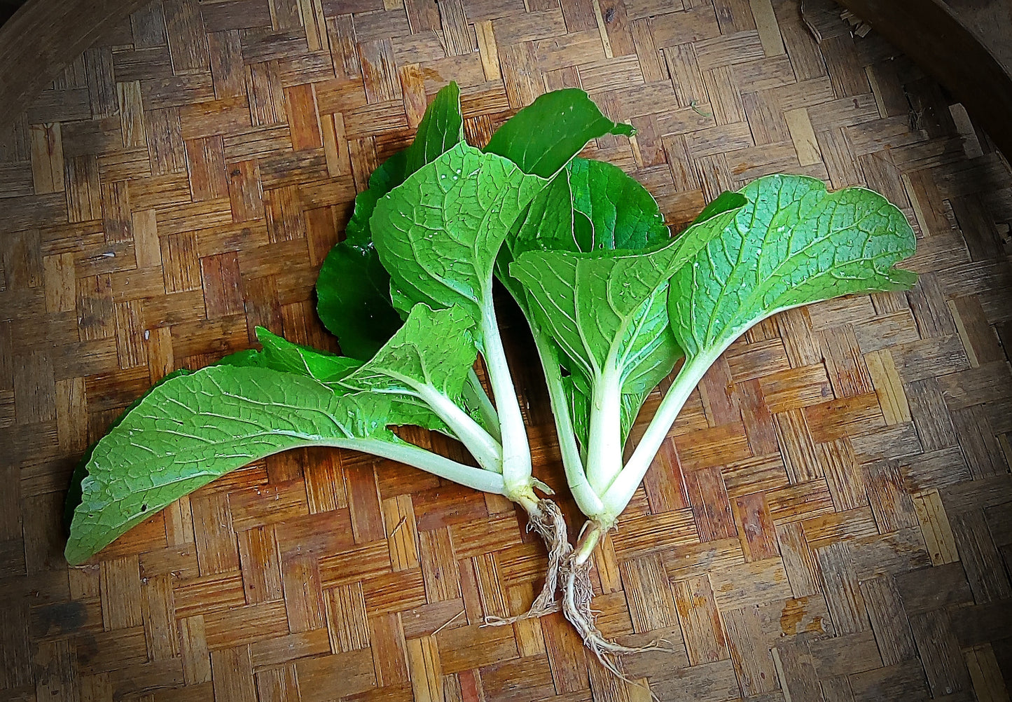 Bok Choy, Cantonese / White Stem