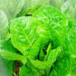 Lettuce - Romaine - Matured