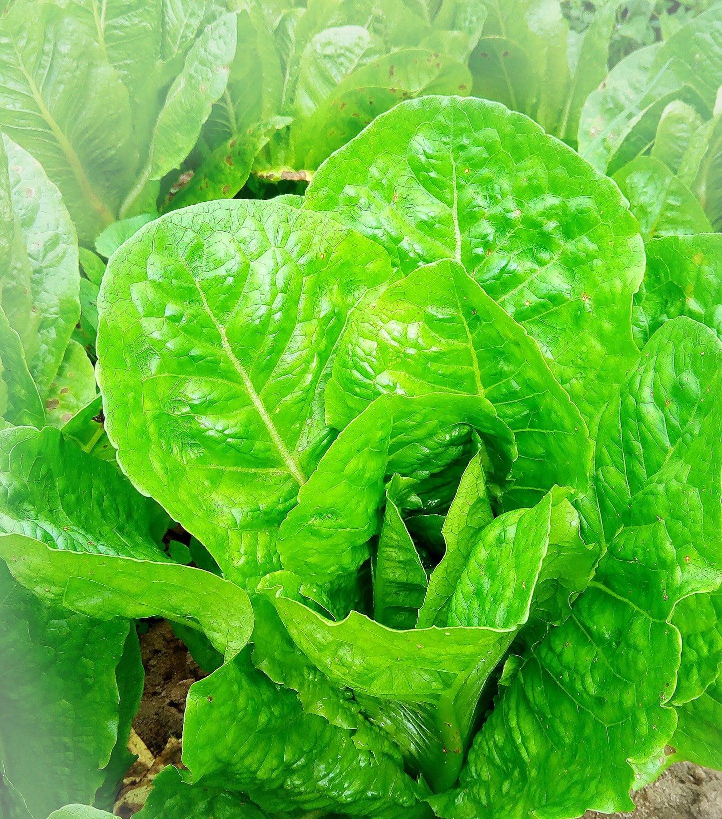 Lettuce, Romaine Head