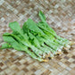 Celtuce