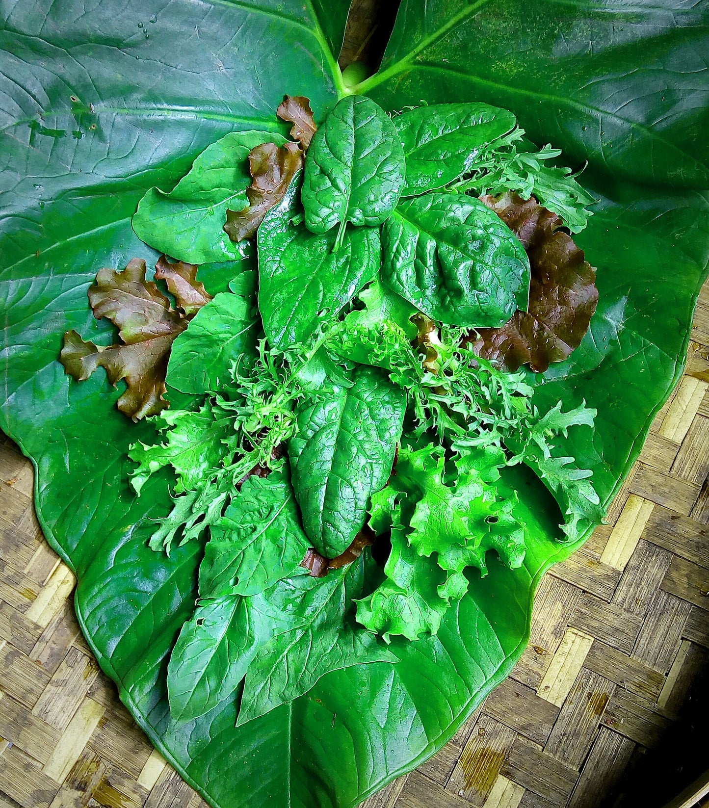 Salad, OLYMPIA