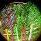 Swisschard, Rainbow